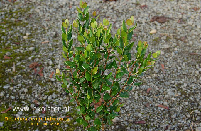 Myrcianthes coquimbensis