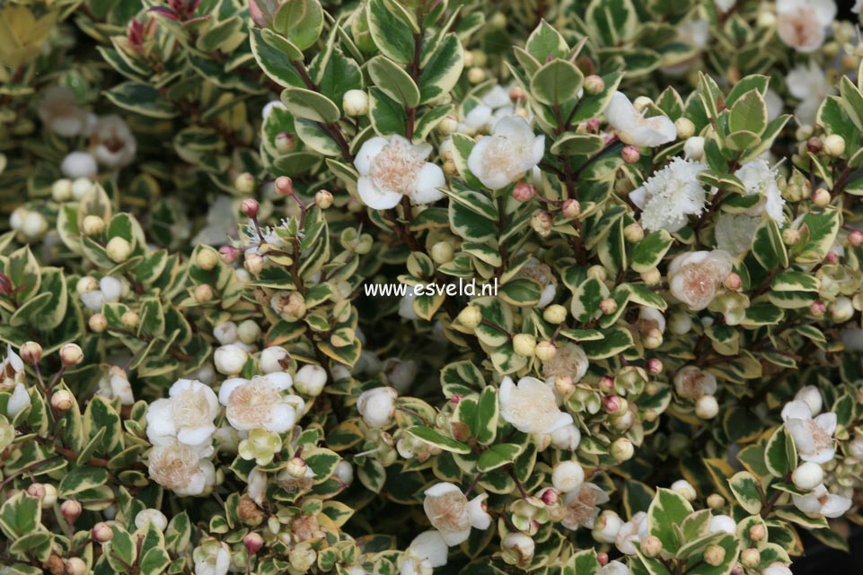 Myrtus communis 'Variegata'
