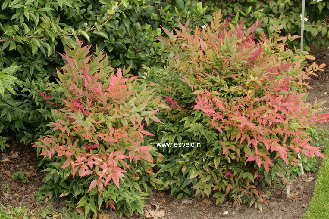 Nandina domestica 'Harbour Dwarf'