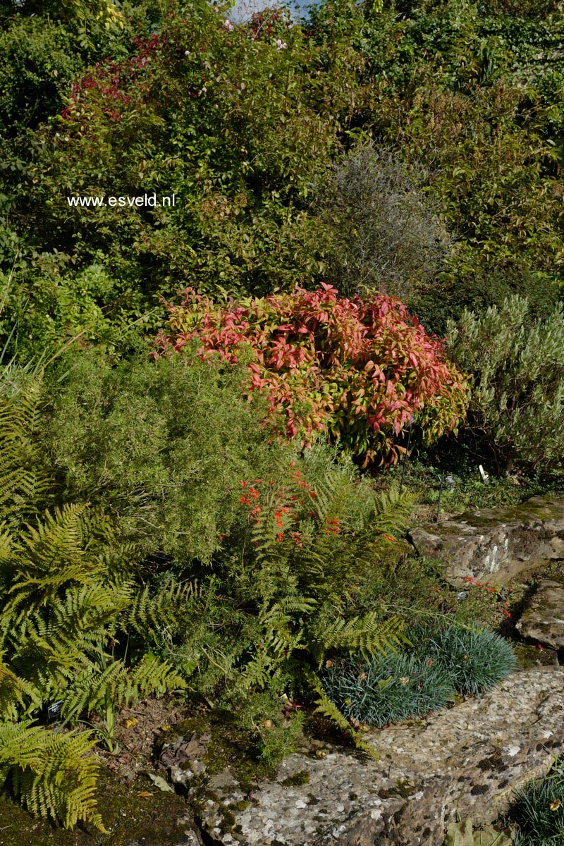Nandina domestica 'Pygmaea'
