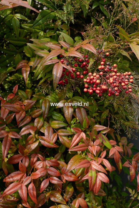 Nandina domestica