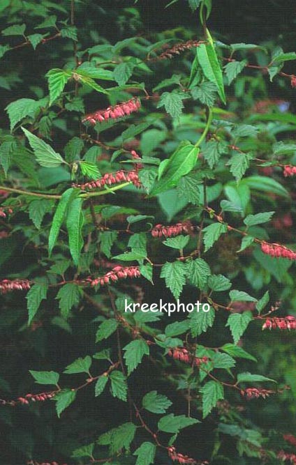 Neillia thibetica