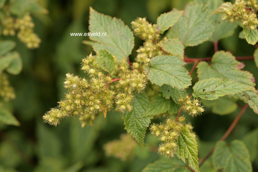 Neillia thyrsiflora (60961)