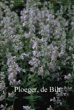 Nepeta nepetella 'Rose'
