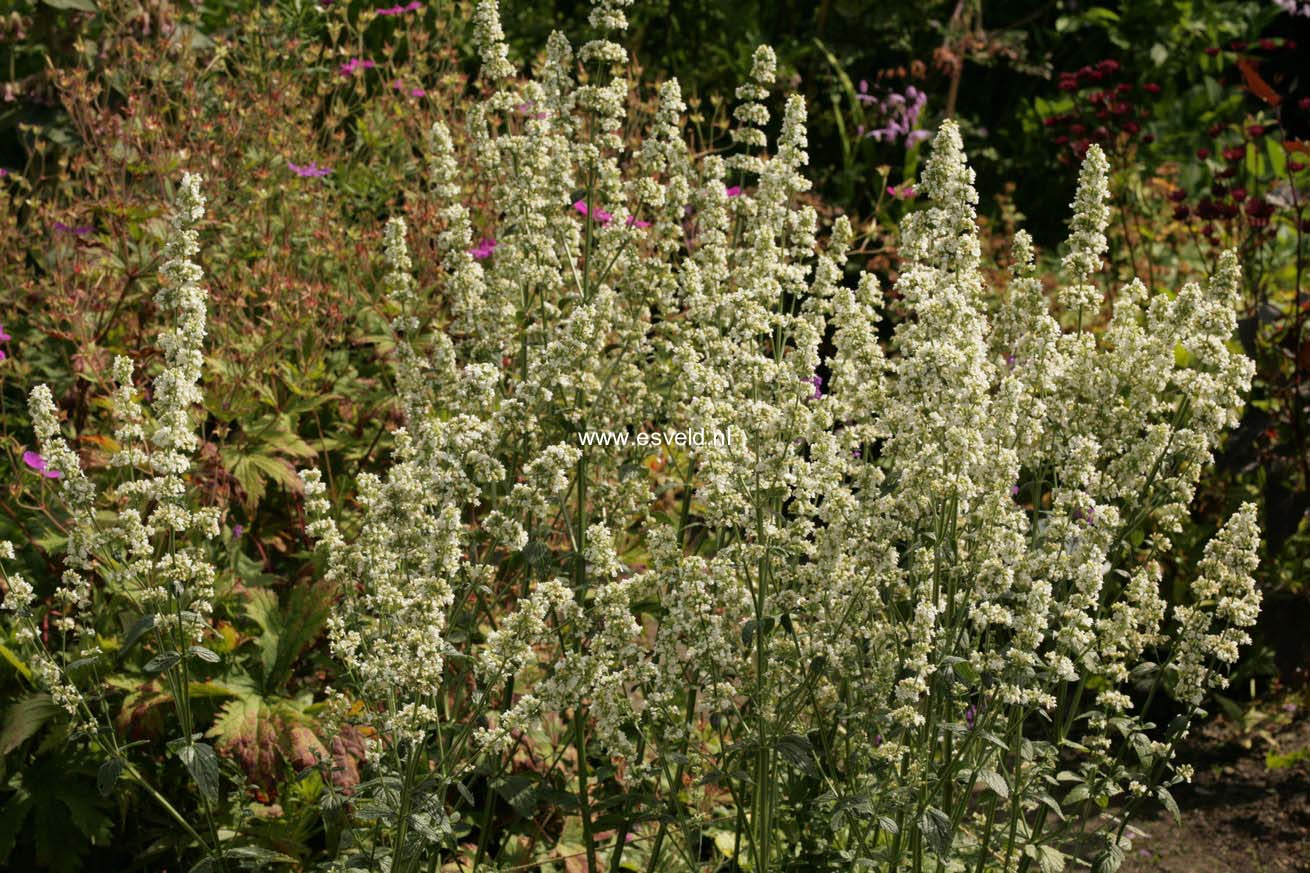 Nepeta nuda 'Isis' (44493)