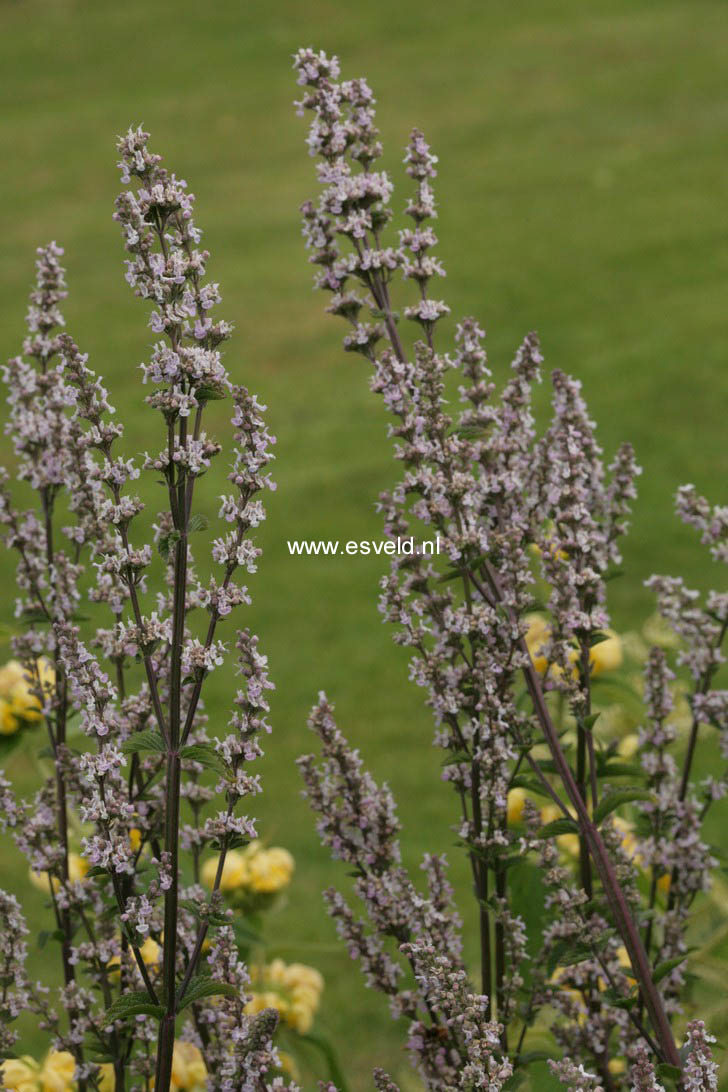 Nepeta nuda 'Purple Cat' (58434)