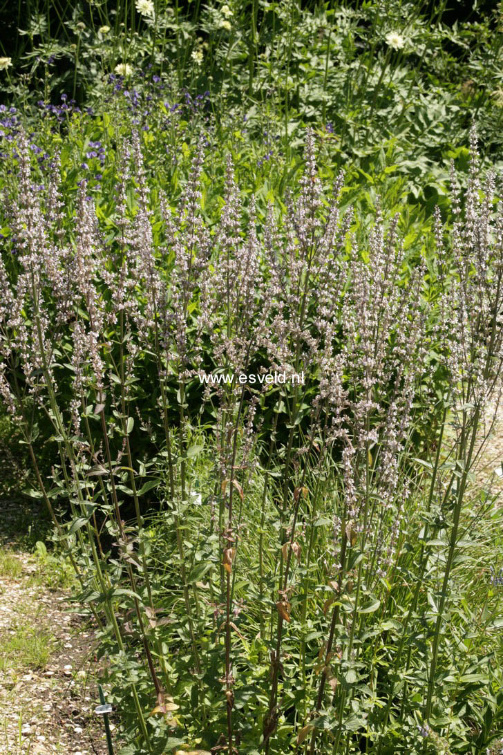 Nepeta nuda (58595)
