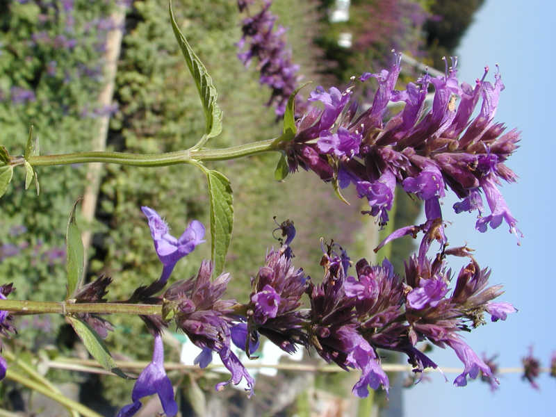 Nepeta prattii Nepeta prattii