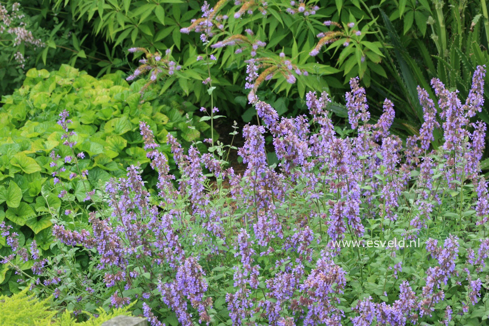 Nepeta racemosa 'Grog'
