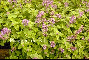 Nepeta racemosa 'Superba'