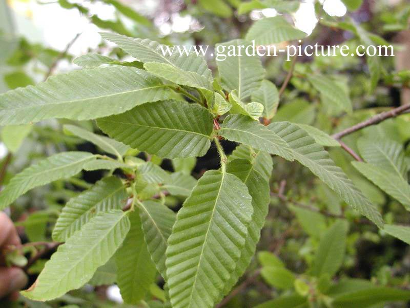 Nothofagus alpina Nothofagus alpina