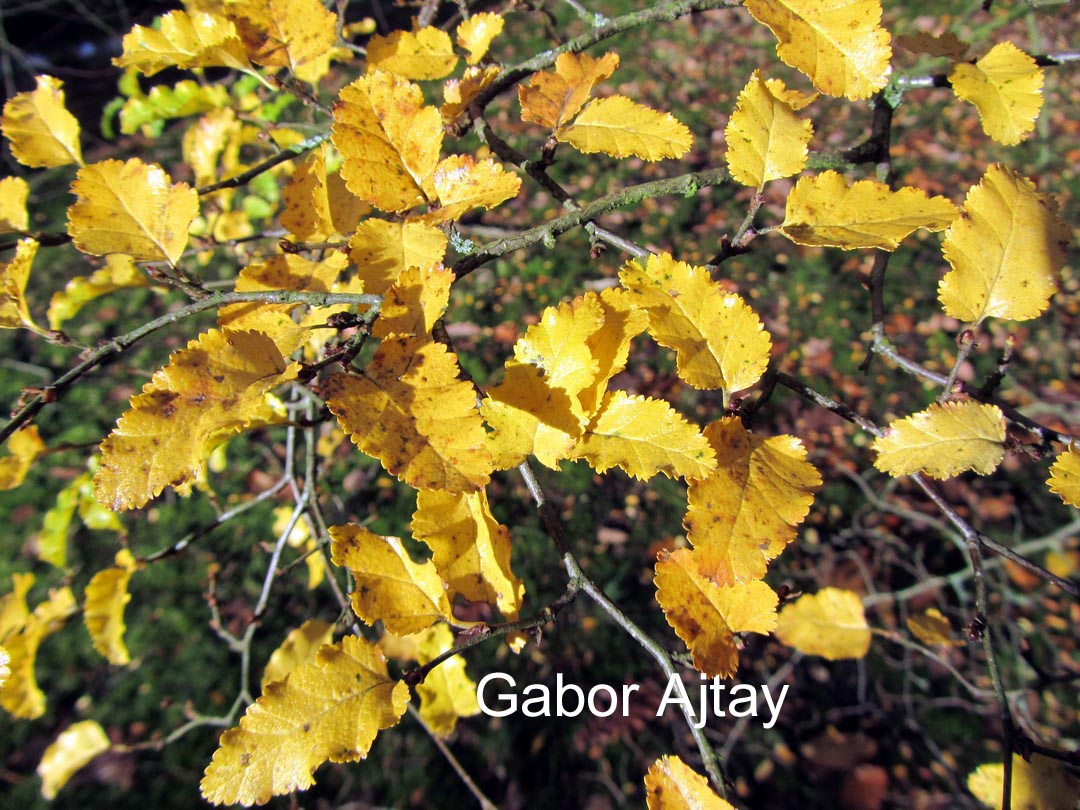 Nothofagus antarctica 'Benmore'