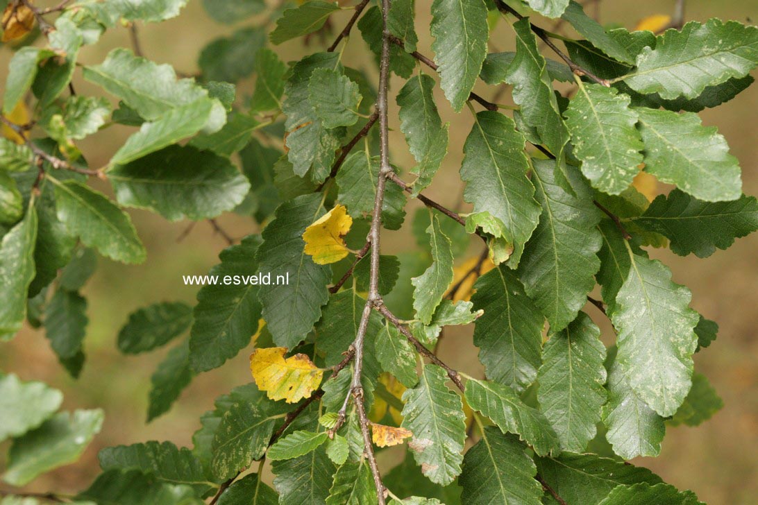 Nothofagus obliqua