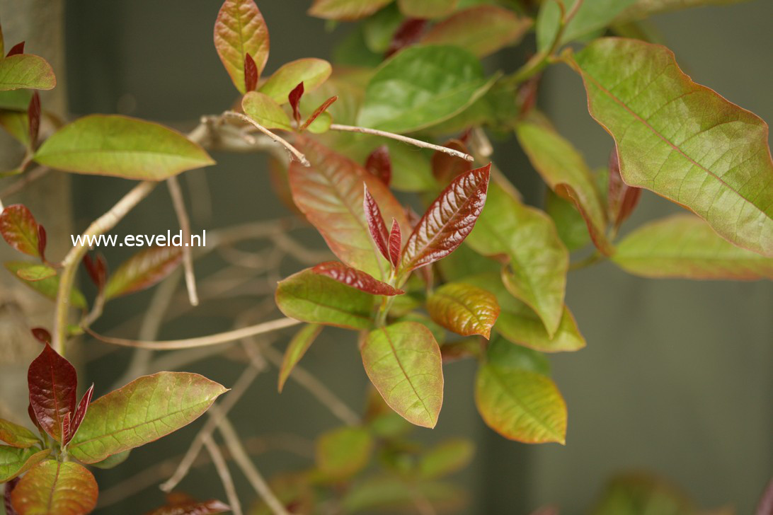 Nyssa sylvatica 'Haymanred' (RED RAGE) (38715)