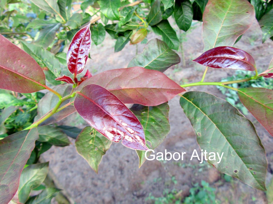 Nyssa sylvatica 'Red Red Wine'