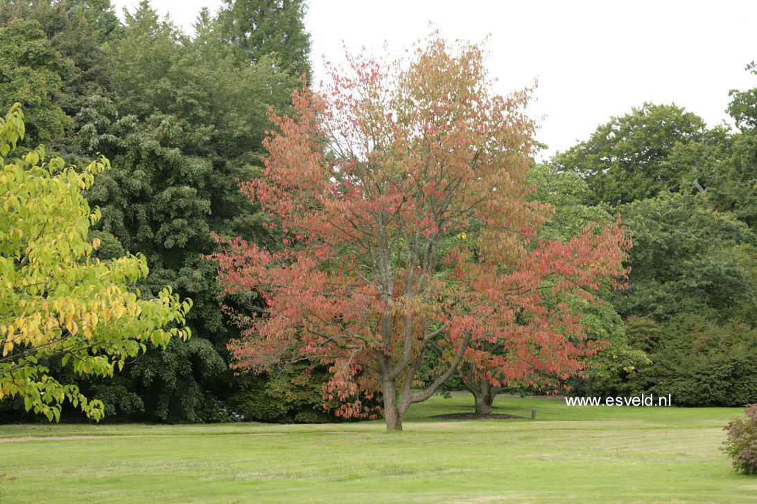 Nyssa sylvatica 'Windsor Form' (64516)