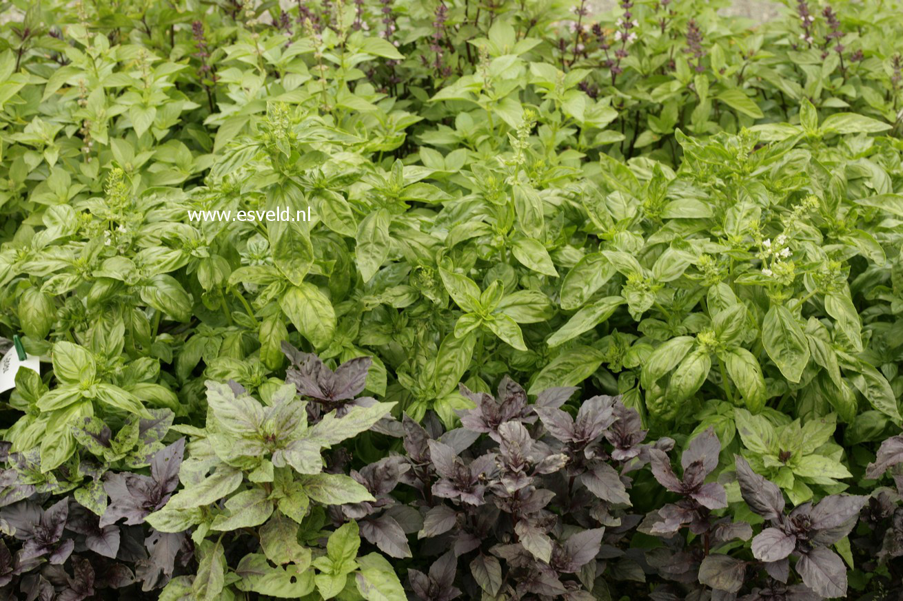Ocimum basilicum 'Magic White'