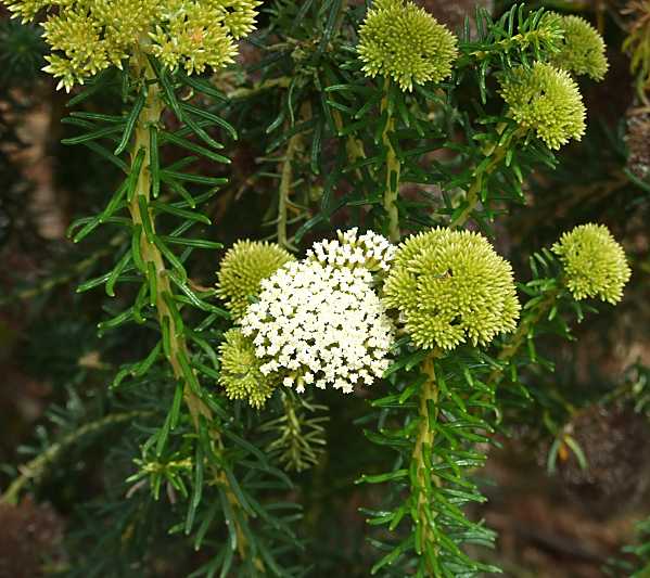 Odixia angusta (84805)