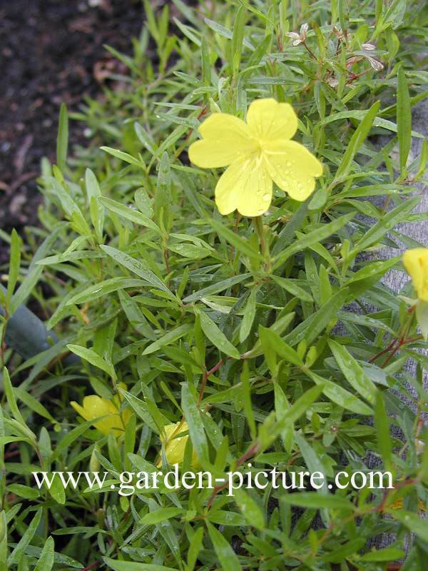 Oenothera 'African Sun' Oenothera 'African Sun'