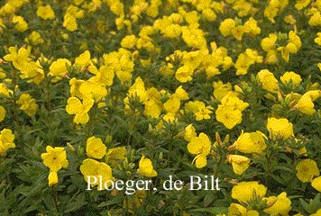 Oenothera fruticosa 'Michelle Ploeger'