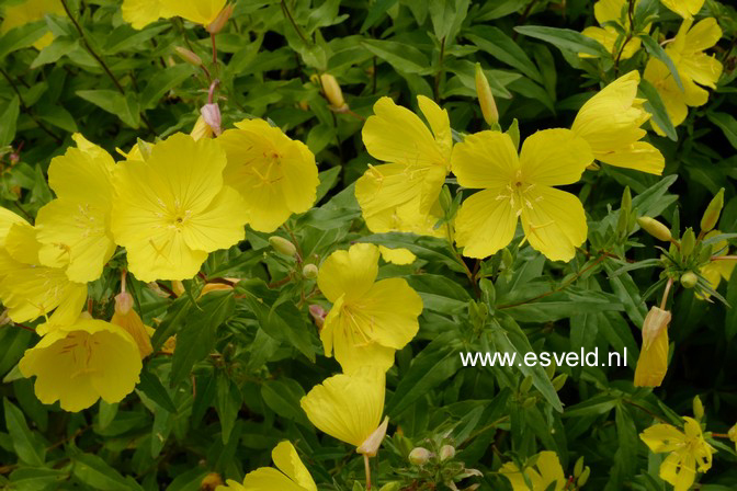 Oenothera fruticosa ssp. glauca