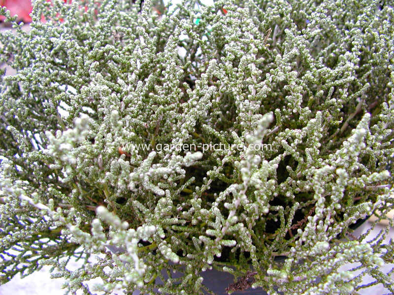 Olearia lepidophylla