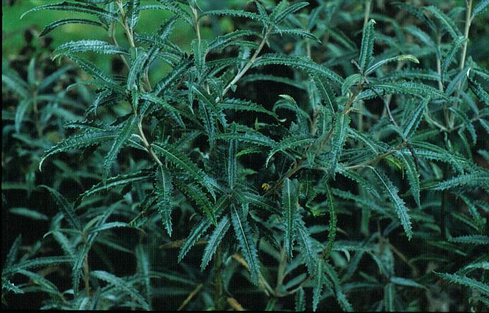 Olearia mollis 'Zennoriensis'