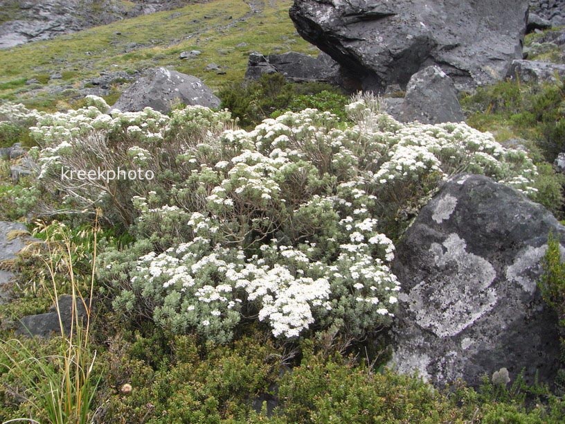 Olearia moschata