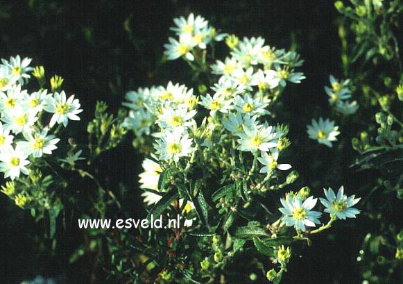 Olearia scilloniensis