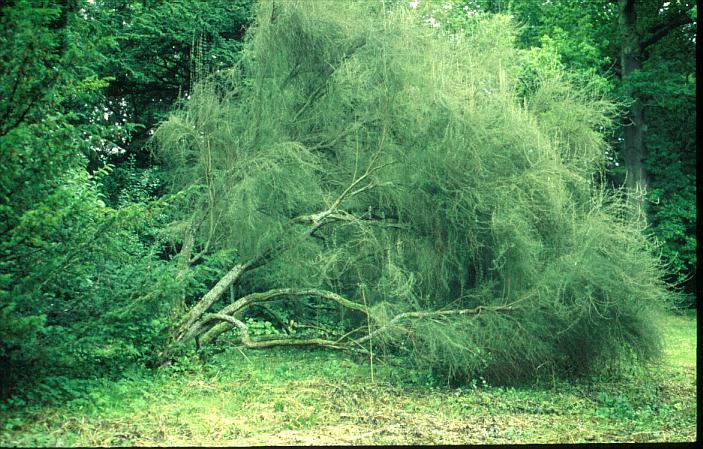 Olearia virgata lineata