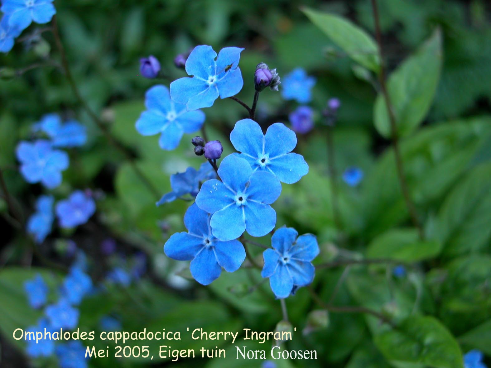 Omphalodes cappadocica 'Cherry Ingram'
