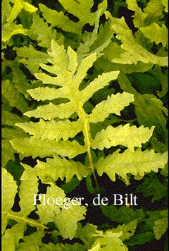 Onoclea sensibilis Onoclea sensibilis