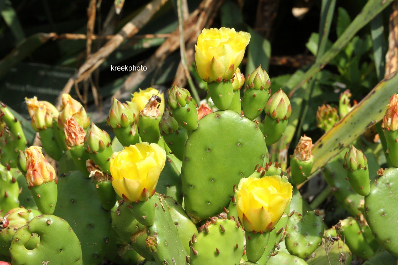 Opuntia humifusa