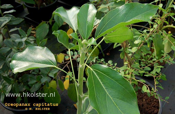 Oreopanax capitatus Oreopanax capitatus