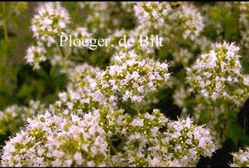 Origanum vulgare 'Album'