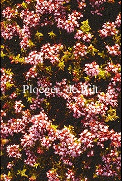 Origanum vulgare 'Compactum'