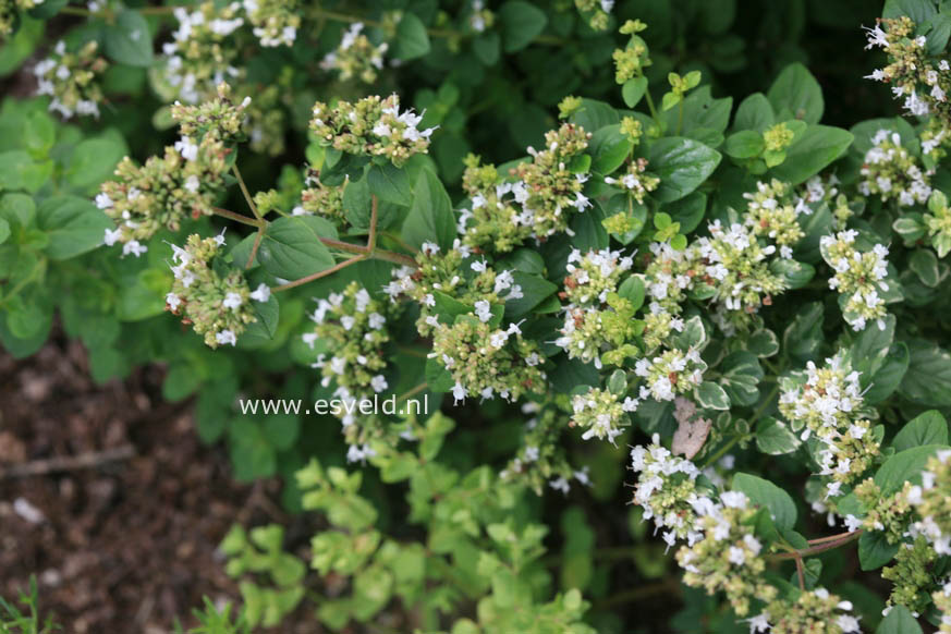 Origanum vulgare 'Polyphant'