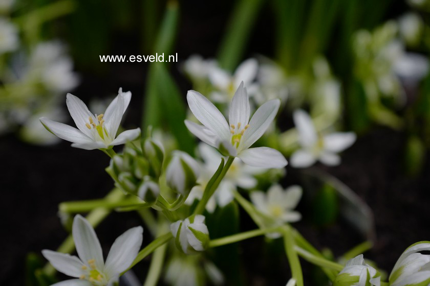 Ornithogalum balansae