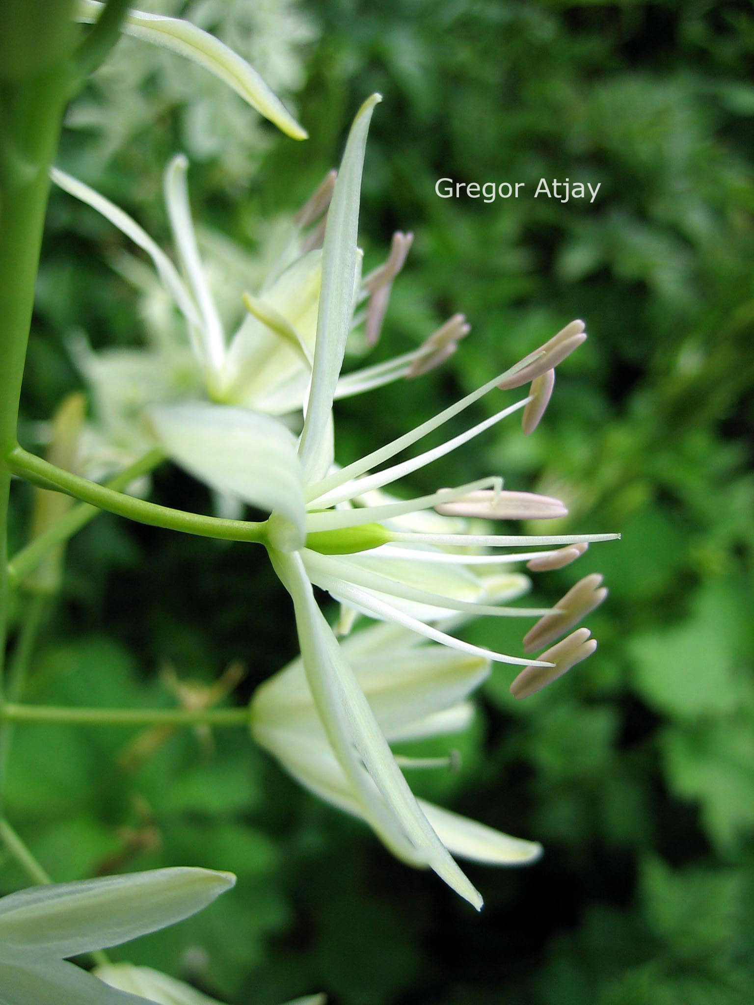 Ornithogalum narbonense