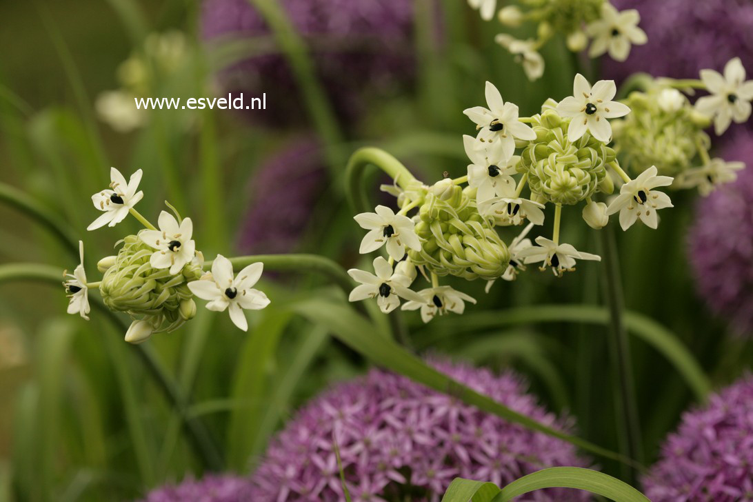 Ornithogalum saundersiae (38661)