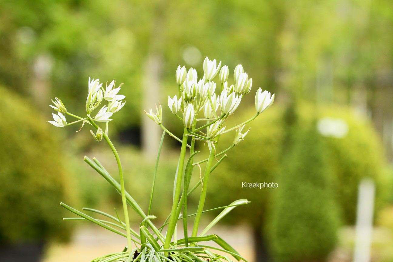 Ornithogalum umbellatum