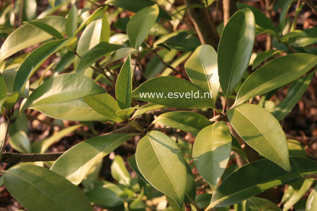 Osmanthus americanus