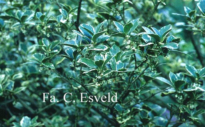 Osmanthus fortunei 'Variegata'