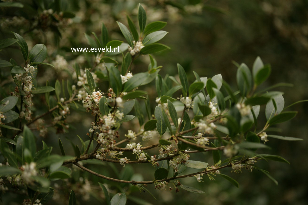 Osmanthus heterophyllus 'Latifolius'