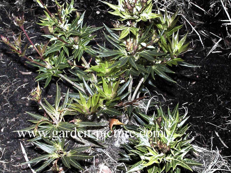 Osmanthus heterophyllus 'Sasaba'