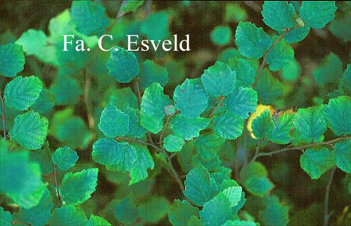 Ostryopsis davidiana Ostryopsis davidiana