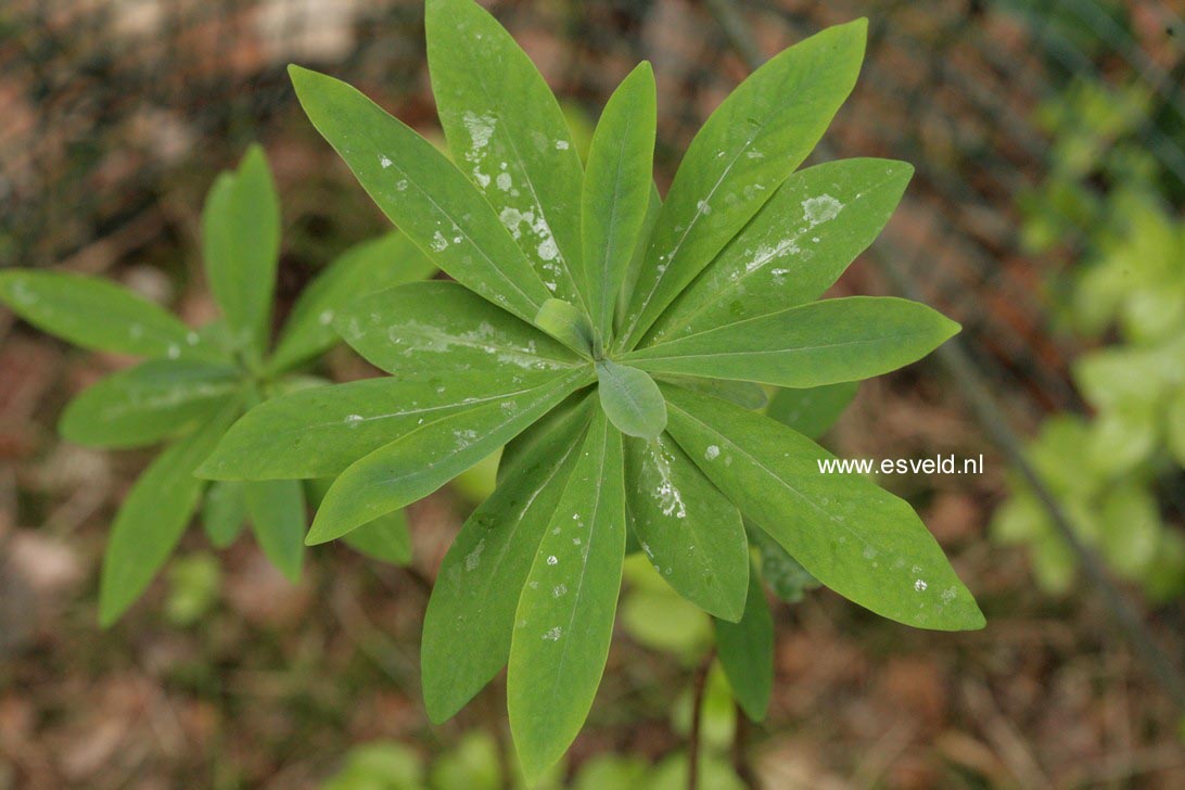 Ovidia andina (76164)