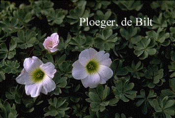 Oxalis adenophylla 'Minima'