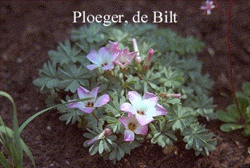 Oxalis adenophylla Oxalis adenophylla