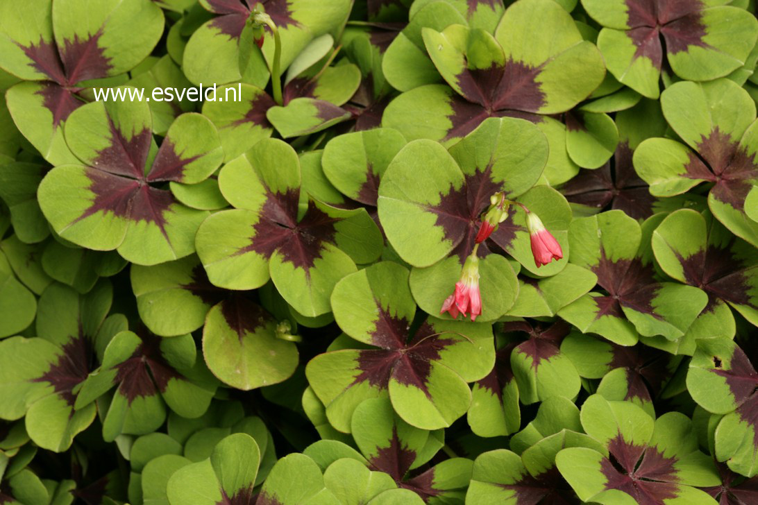 Oxalis deppei 'Iron Cross'